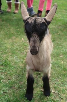 SLUNÍČKA - NA FARMĚ