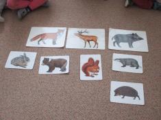 SLUNÍČKA - lesní zvířátka se připravují na zimu